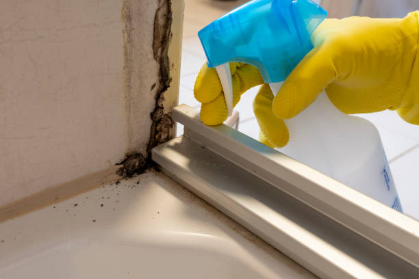 Best Mold Damage Repair  in Lake Ripley, WI