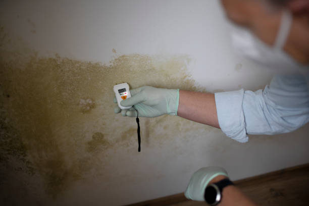 Best Black Mold Removal  in Lake Ripley, WI