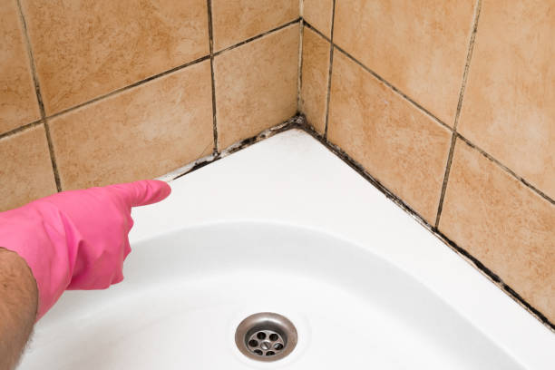 Best Toxic Mold Removal  in Lake Ripley, WI